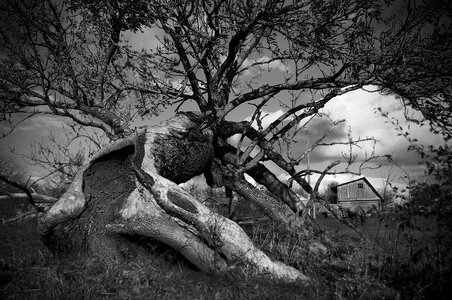 Tree bark rough trunk