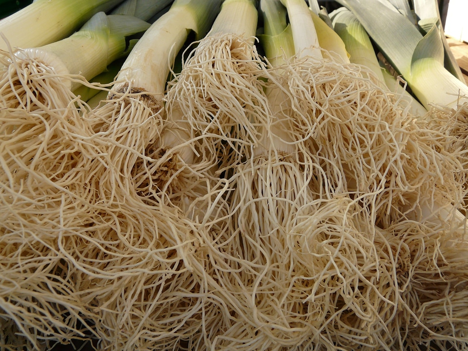 Food vitamins healthy