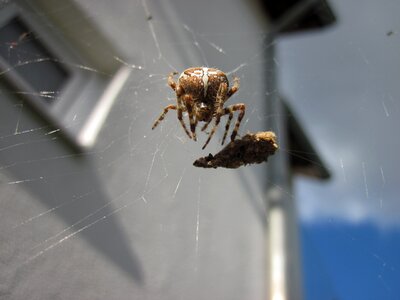Close up web spider with prey photo