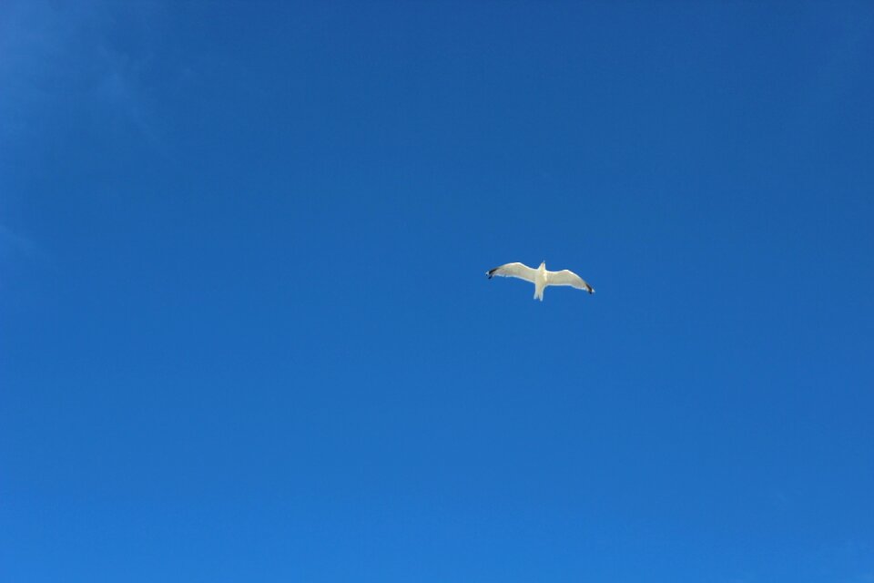 Nature background bird