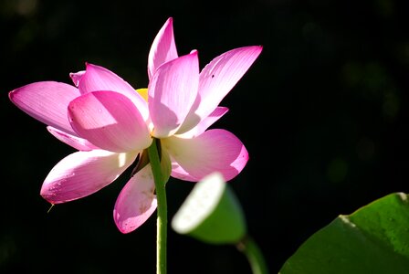 Natural green lotus