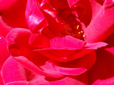 Summer macro pink rose photo