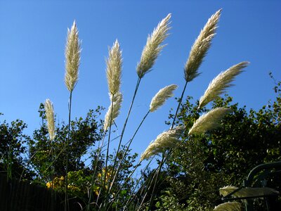 Grass plant