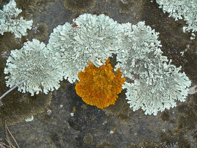 Orange moss stone