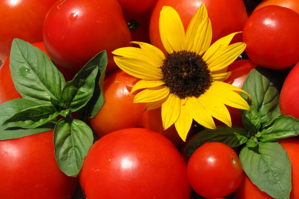 Summer food vegetarian