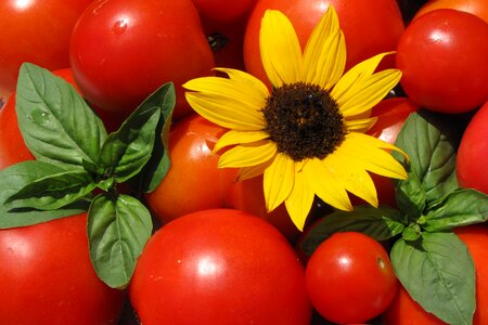Summer food vegetarian