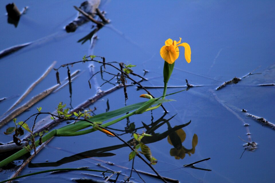 Water lily blue yellow
