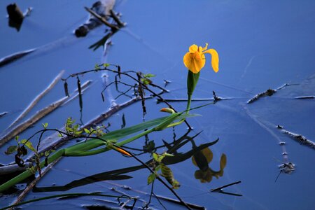 Water lily blue yellow