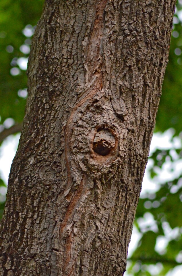 Man nature mask