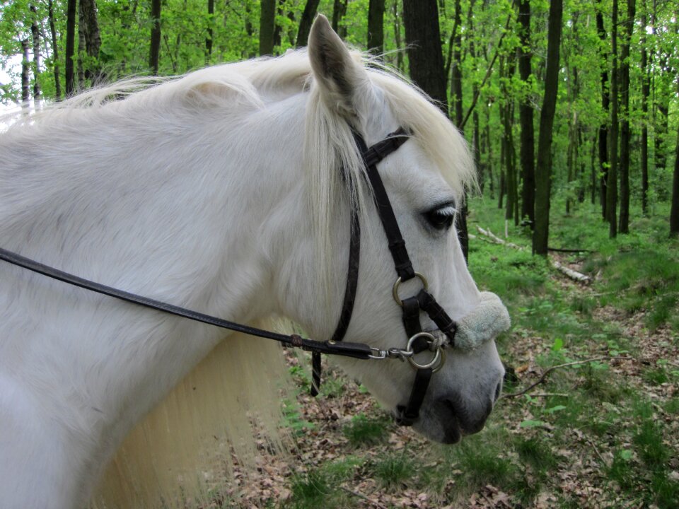 Mane ride horse head
