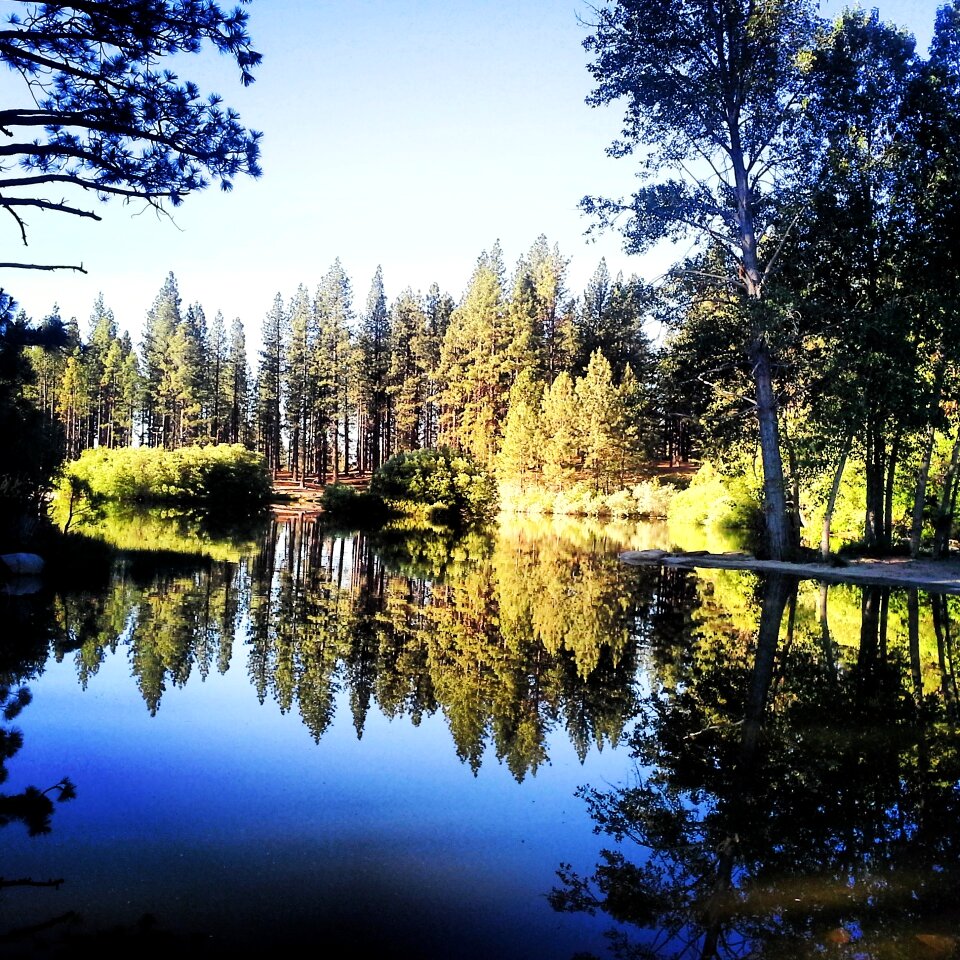 Forest nature outdoors