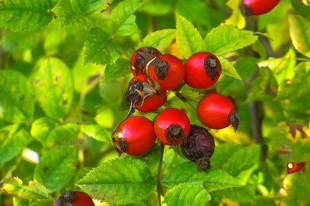 Wild rose nature ker