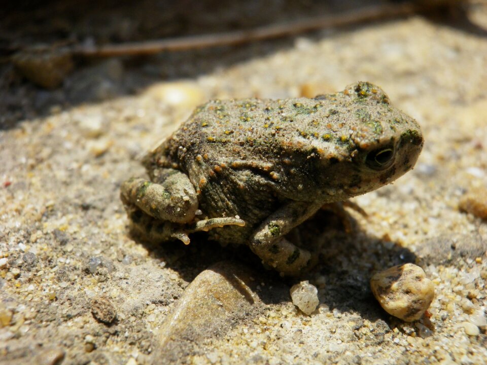 žaba sand nesvady