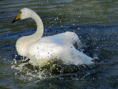 Bird feather water bird