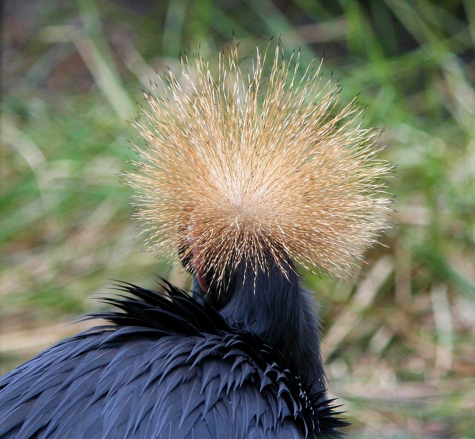 Bird balearica plumage