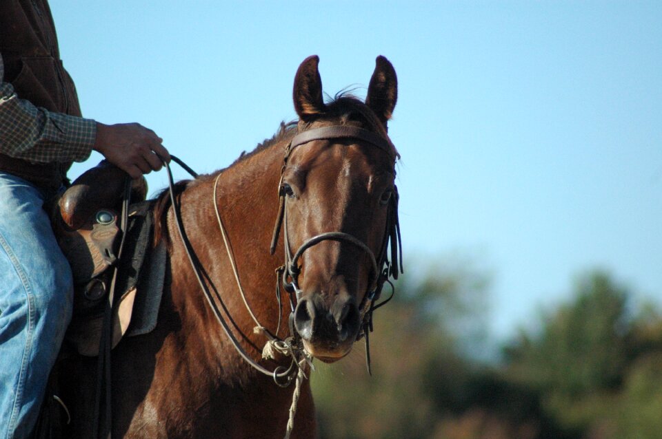 Horseback riding horse head ranch