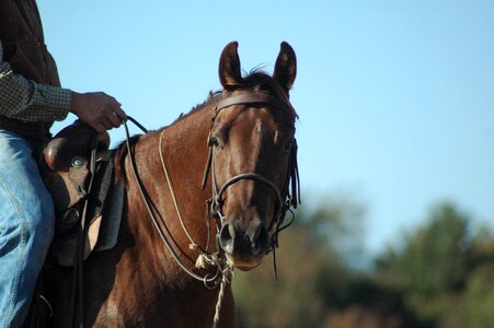 Horseback riding horse head ranch photo