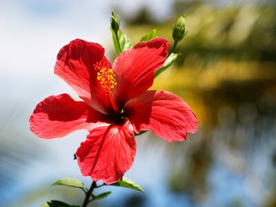 Flower hibiscus red
