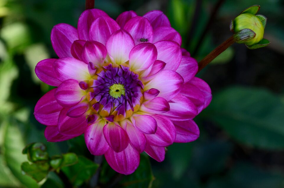 Flower plant late summer photo