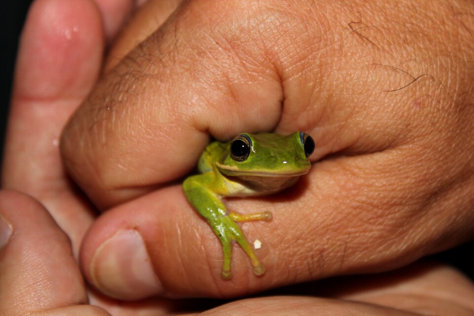 Amphibian green cute