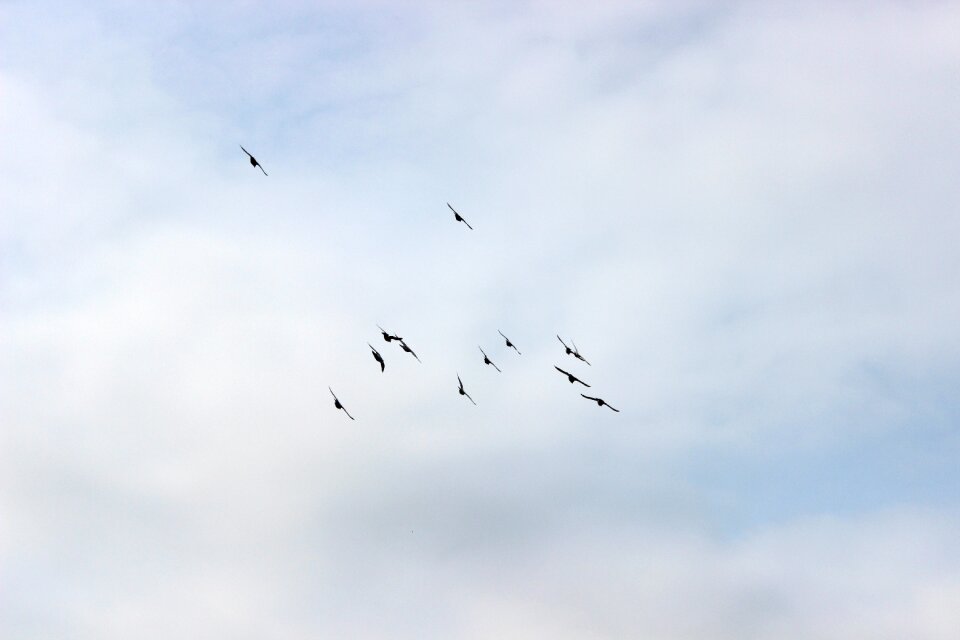 Pigeons pen wings