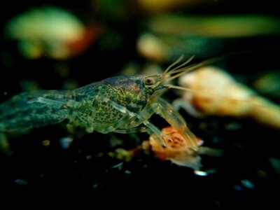 Underwater cambarellus diminutus