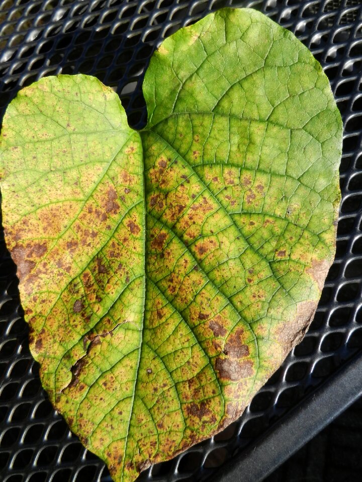 Veins garden fall colors