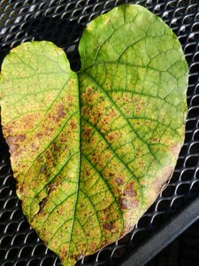 Veins garden fall colors