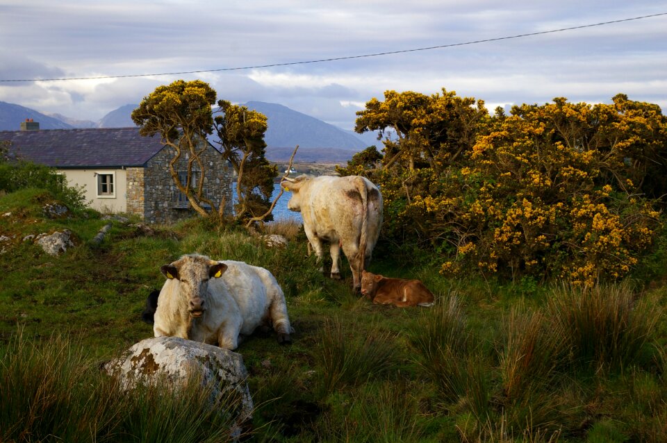 Country animals