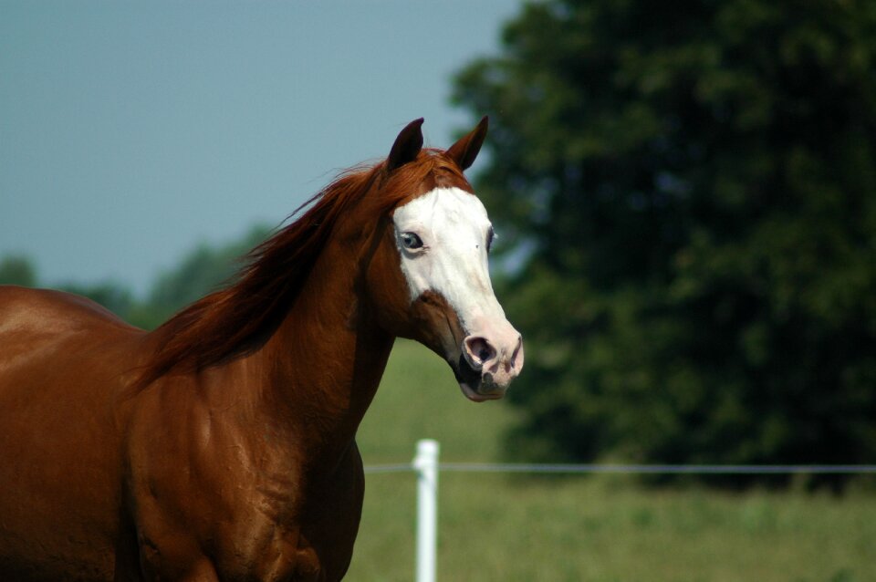 Head purebred horse isolated