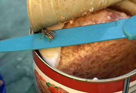Insect meat canned eating