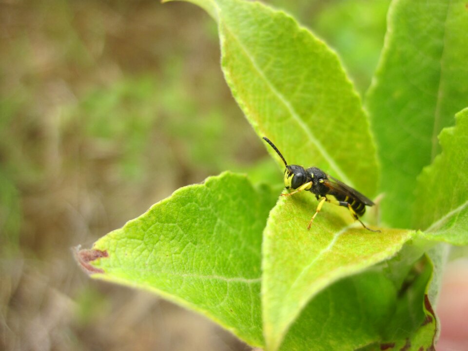 Green nature leaves