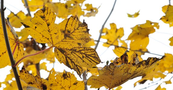 Maple golden autumn leaves photo