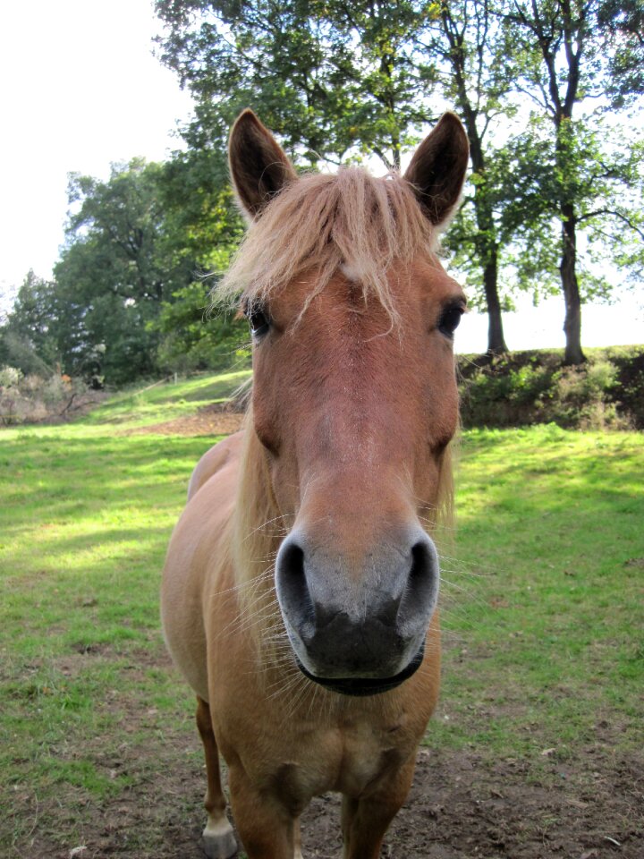 Horse head pasture curious