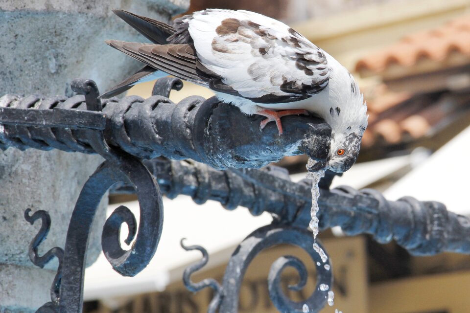 Fountain out close up