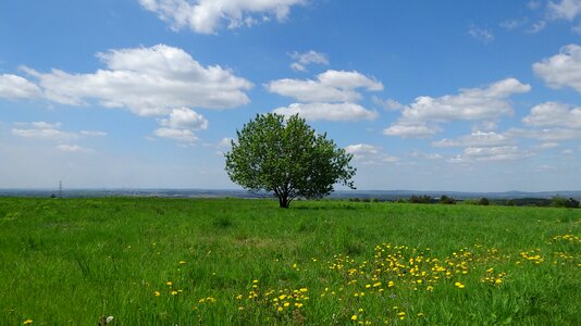 Poland tree nature