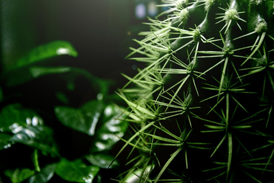 Plant decorations potted plants