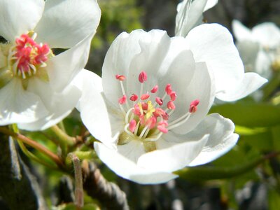 Flower fruit detail
