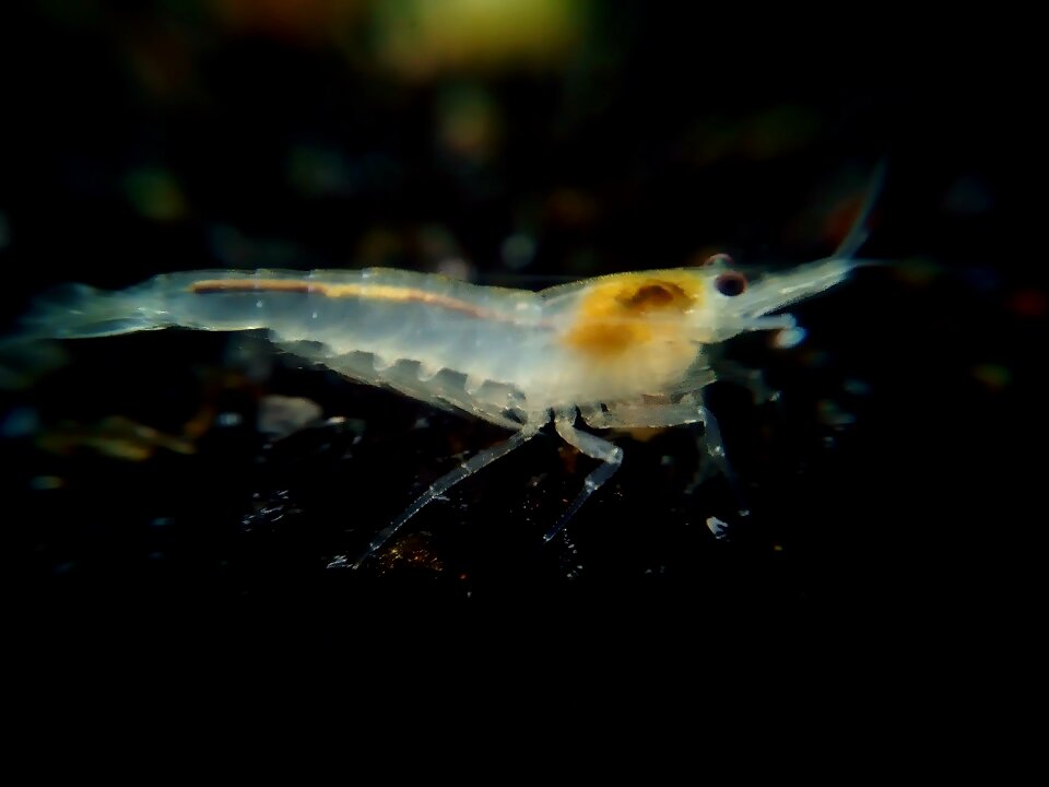 Shrimp creature water creature