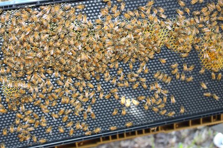 Bee hive framework