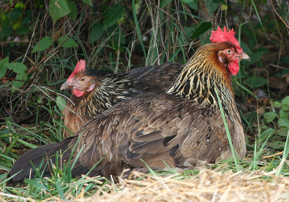 Resting sit poultry photo