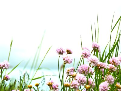 Sweden beautifully flower