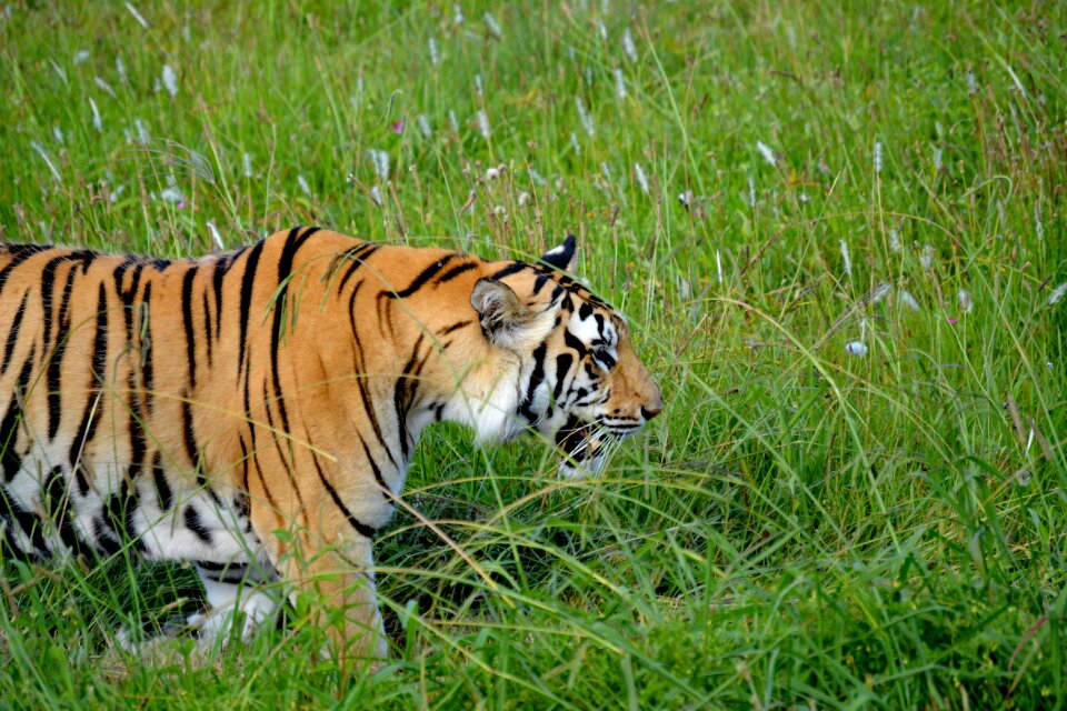 Wildlife wild mammal
