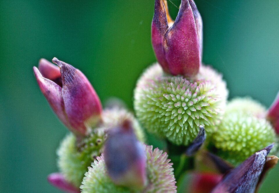 Overblown flower fruit seeds