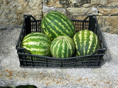 Watermelons basket fruit