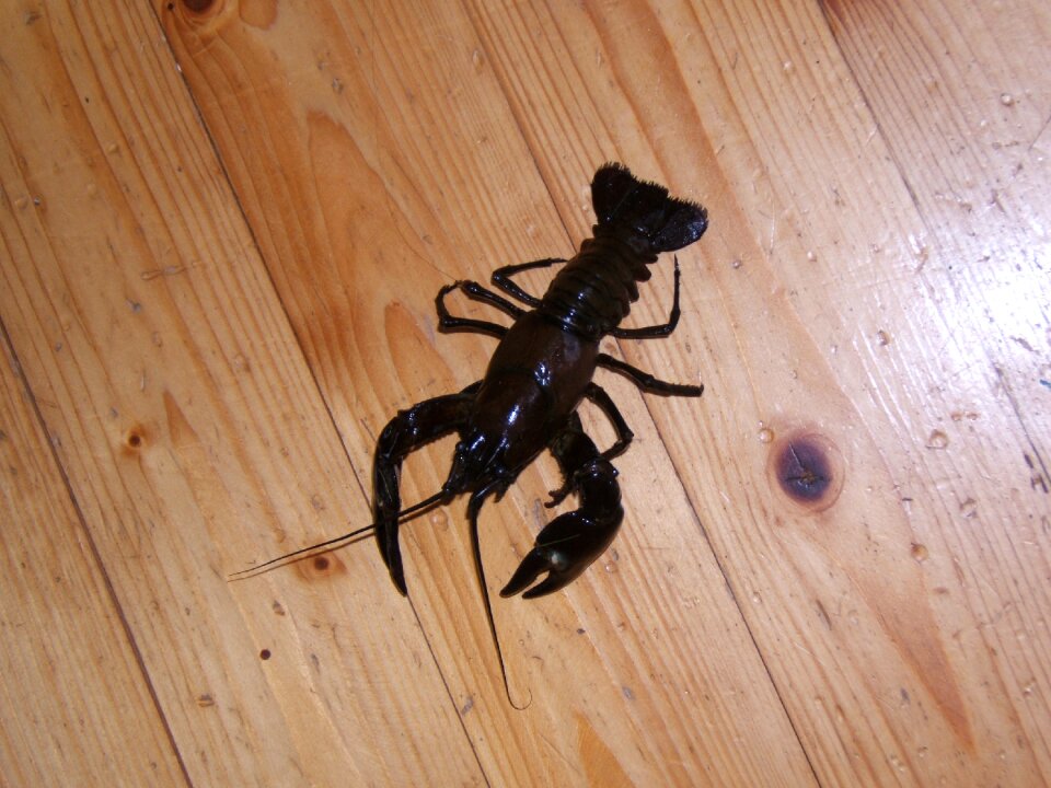 Signal crayfish hardwood floors ground floor