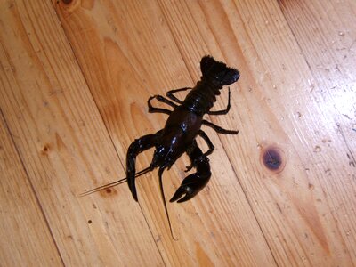 Signal crayfish hardwood floors ground floor photo