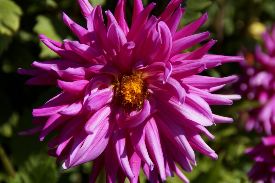 Blossom bloom dahlia garden