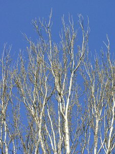 Sky arboleda autumn
