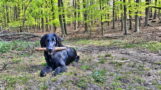 Animal forest retriever